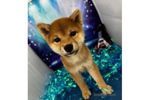 成約済の北海道の柴犬-261917の2枚目